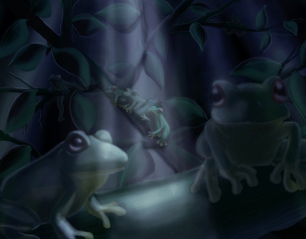 Orange eyed tree frog