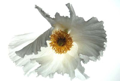 Ghost Poppy