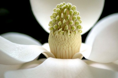Magnolia Heart
