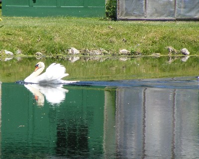 Swan Song