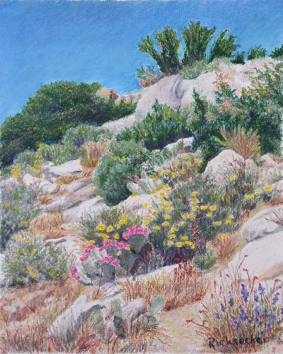 Wildflowers, Culp Valley