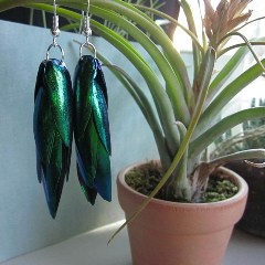 Sexy Beetle Wings