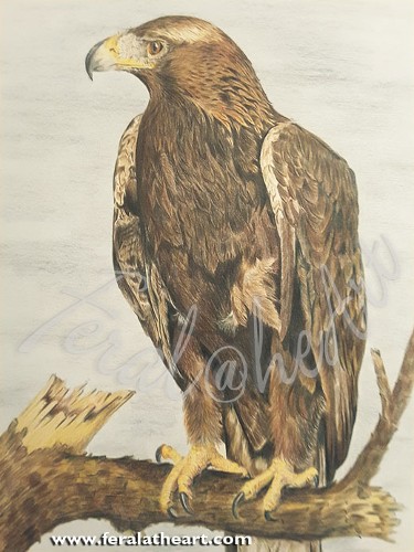 Golden Eagle