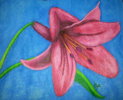 Pink Lily