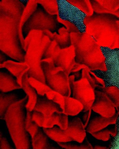 Abstract Red Rose