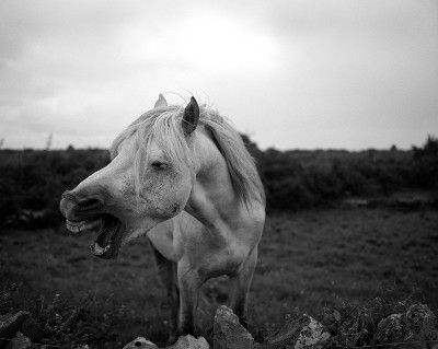 Irish Horse
