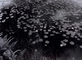 Lilies