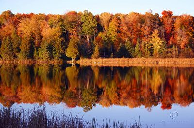 Autumn Splendor