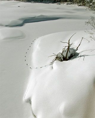 Footprints in the Snow