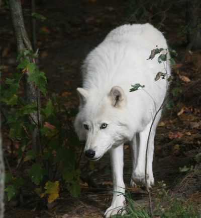 The Stalker