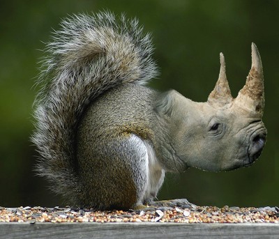 Animal challenge